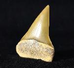 Carcharodon hastalis (AGASSIZ 1838) - Bild © FossNet FossilienStore